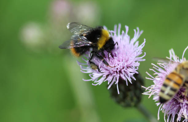 istock early bumblebee or early nesting bumblebee (Bombus pratorum) 971980850