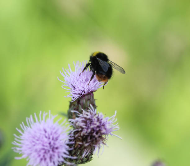 istock early bumblebee or early nesting bumblebee (Bombus pratorum) 971980854