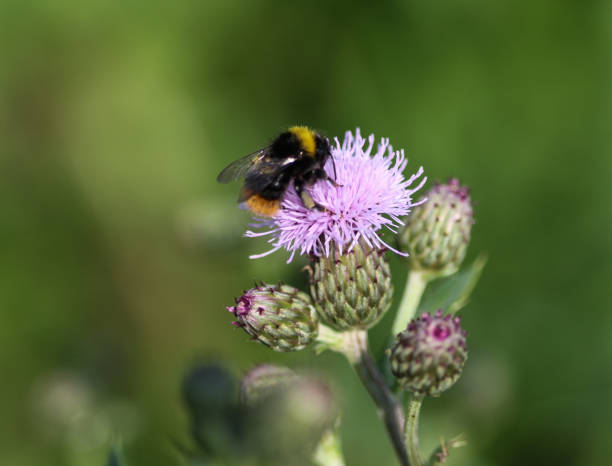 istock early bumblebee or early nesting bumblebee (Bombus pratorum) 971980862