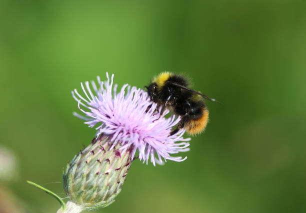 istock early bumblebee or early nesting bumblebee (Bombus pratorum) 971980892