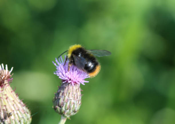 istock early bumblebee or early nesting bumblebee (Bombus pratorum) 971980928