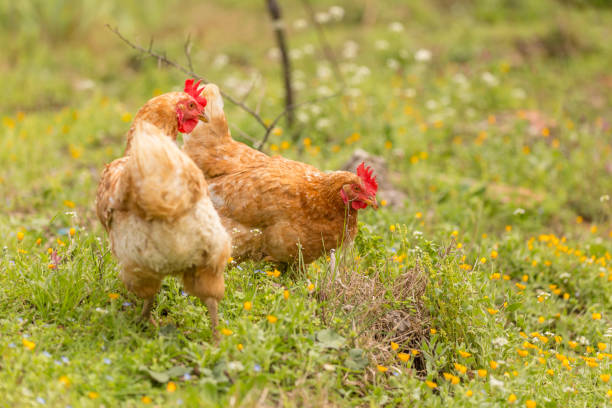 istock free range chicken in a meadow spring time enviroment 971983052