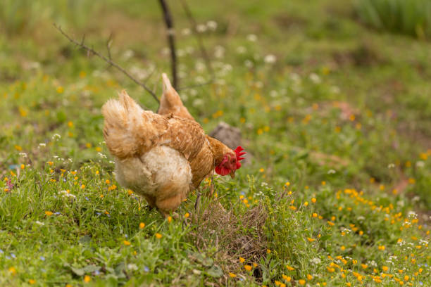 istock free range chicken in a meadow spring time enviroment 971983070