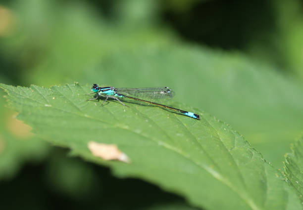 istock Blue tailed damselfly, Ischnura elegans, sitting on leaf 971983116