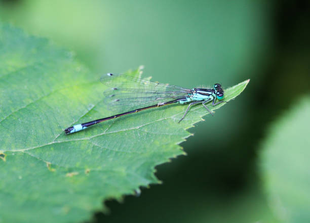 istock Blue tailed damselfly, Ischnura elegans, sitting on leaf 971983130