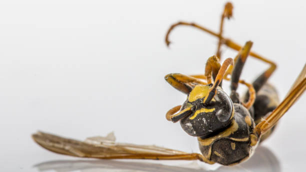 istock Closeup of a dead wasp over a white background 971986262