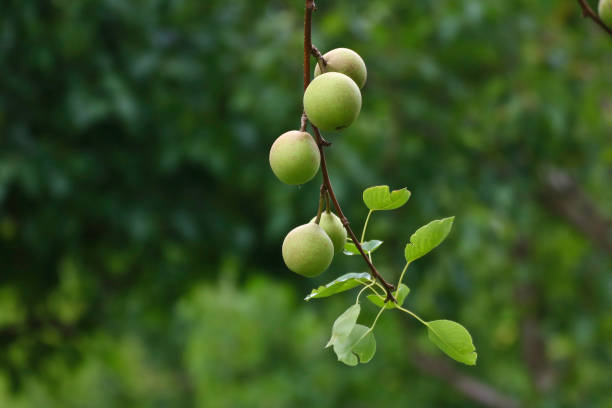 istock Fresh fruit on a small garden 971986386