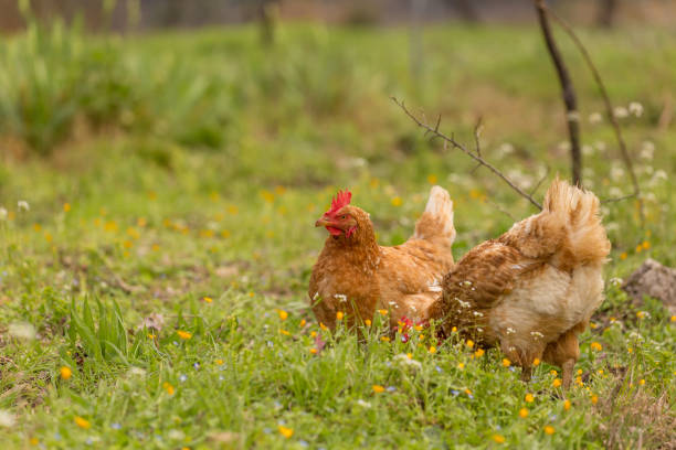 istock free range chicken in a meadow spring time enviroment 971988710