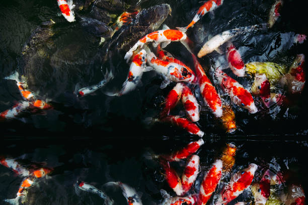 istock Carp of Japanese pond 971989774