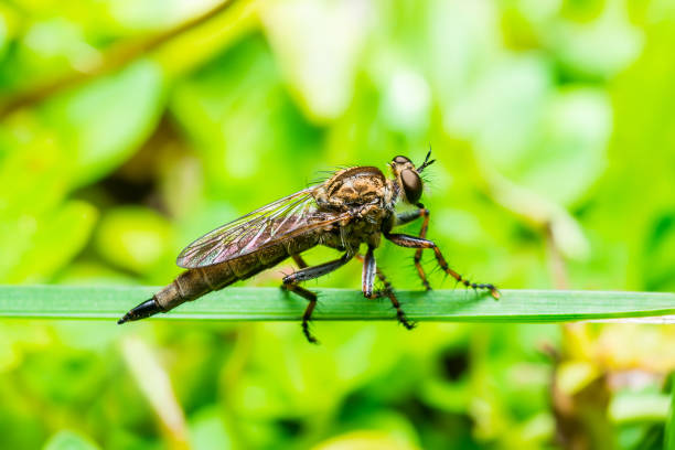 istock Exotic Assassin or Robber Fly Asilidae Diptera Insect on Green Grass 971989838