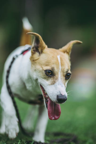 istock Jack Russell Terrier playing outdoors 971995602