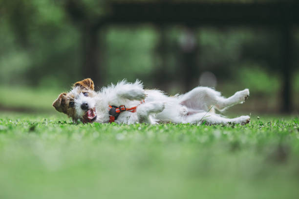 istock Jack Russell Terrier playing outdoors 971997968