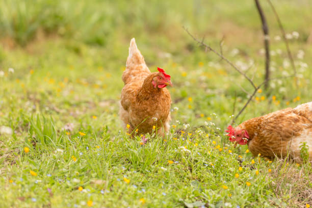 istock free range chichen in a meadow spring time enviroment 971997998