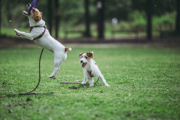 istock Jack Russell Terrier playing outdoors 971998100