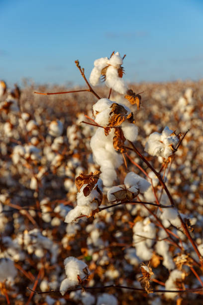 istock Close-up of cotton buds on bush 971998224