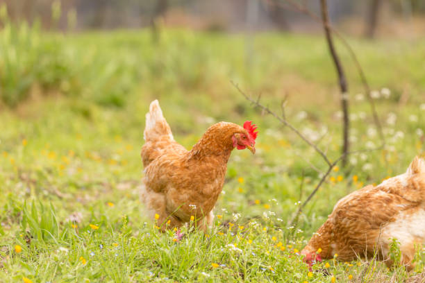 istock free range chichen in a meadow spring time enviroment 971998422