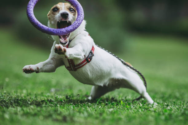 istock Jack Russell Terrier playing outdoors 971998428