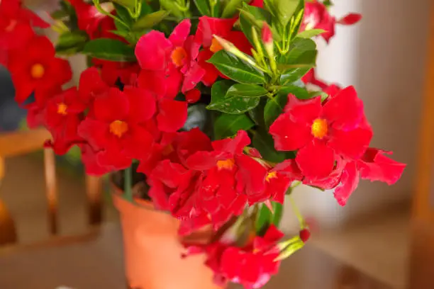 Red mandevilla in pot at blurred background
