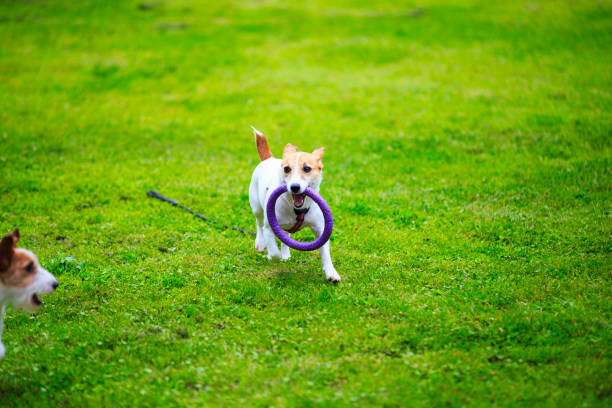 istock Jack Russell Terrier playing outdoors 972000814