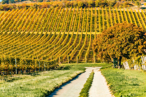 Vineyard