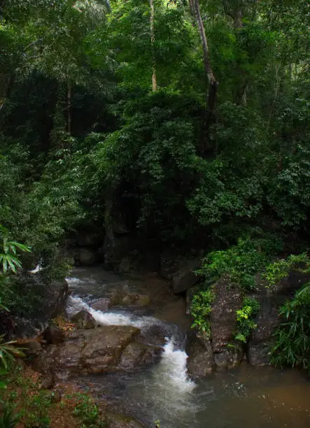 ponmudi tropical rain forest thiruvananthapuram kerala india