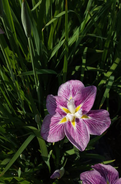 istock Iris - Veined White, Purple and Yellow 972004174