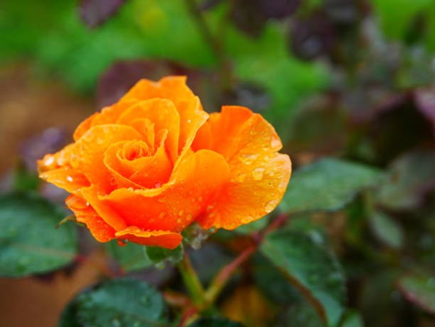 istock Rose garden on rainy day 972007012