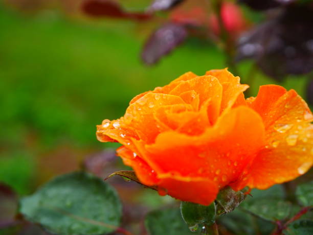 istock Rose garden on rainy day 972007018