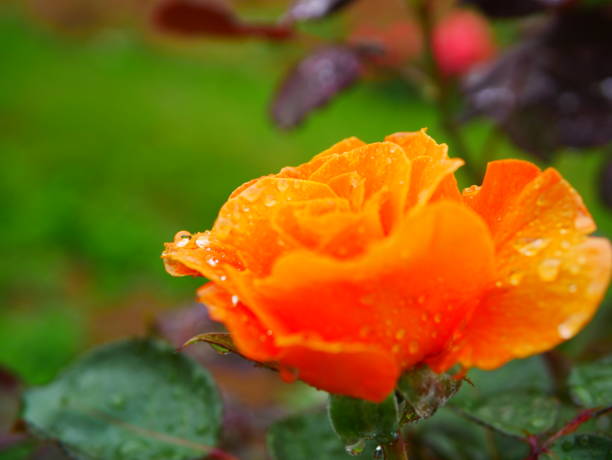 istock Rose garden on rainy day 972007024