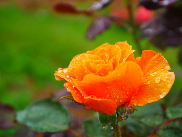 istock Rose garden on rainy day 972007032