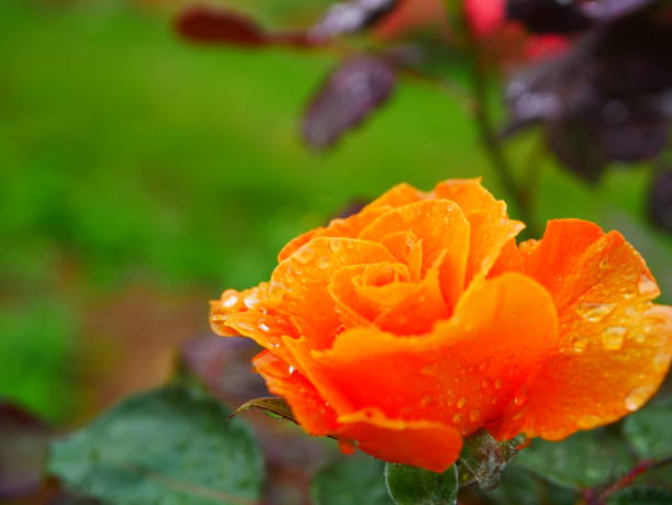 istock Rose garden on rainy day 972007068