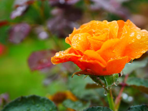 istock Rose garden on rainy day 972007092