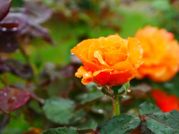 istock Rose garden on rainy day 972007136