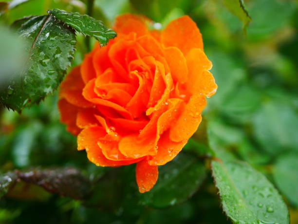 istock Rose garden on rainy day 972007150