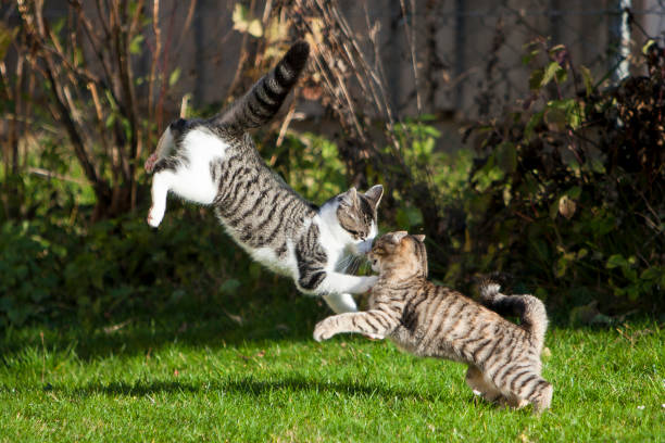 istock Young European Shorthair cats 972007308