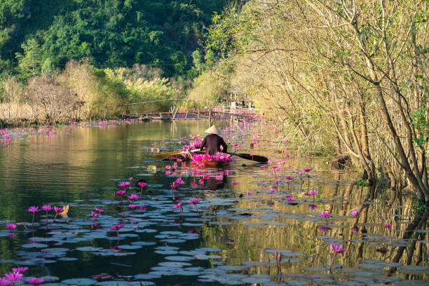 Yen stream, with traditional boat on the way to Huong ancient pagoda. Blossoming water lily on the river. Vietnam beautiful landscape Yen stream, with traditional boat on the way to Huong ancient pagoda. Blossoming water lily on the river. Vietnam beautiful landscape ao dai stock pictures, royalty-free photos & images