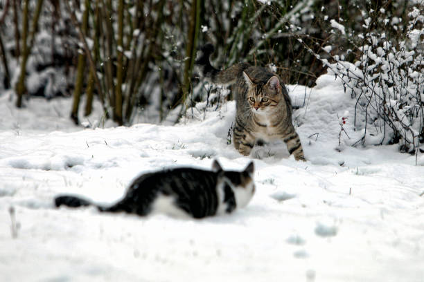istock Young European Shorthair cats 972009472