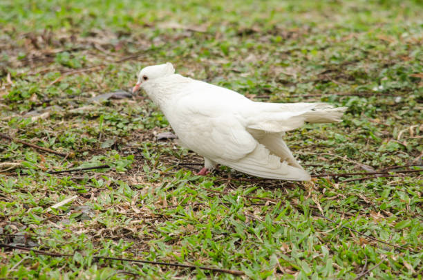 istock Rock pigeon in the garden 972013242