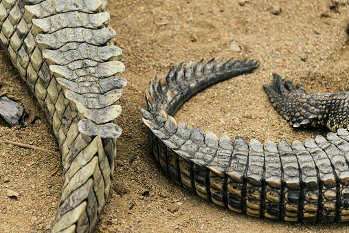 Close up shot of two crocodiles tail on the ground