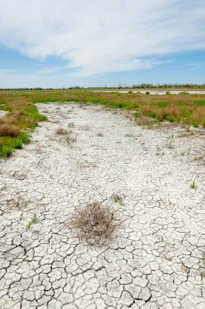 istock Steppe saline soils. saline  salt  in salt.  steppe  prairie  veldt veld. 972016010