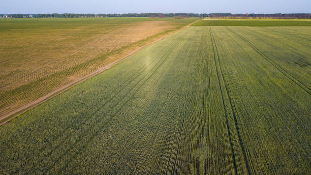 istock Aerial view of cultivated crop. 972016144