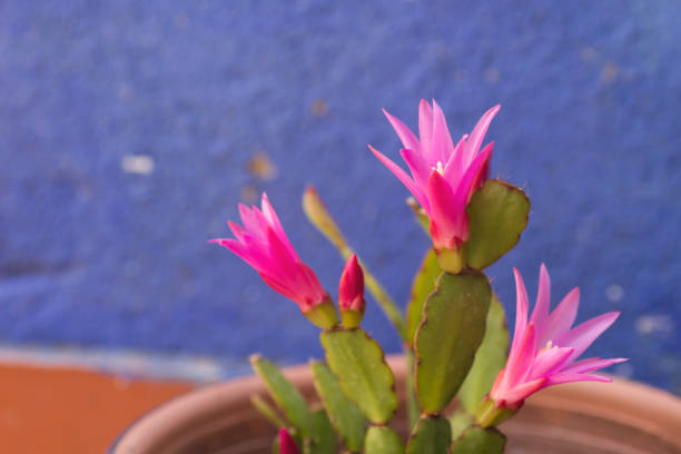 HAtiora Rosea flowering plant in a garden