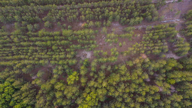 istock aerial view over road between forests 972016748