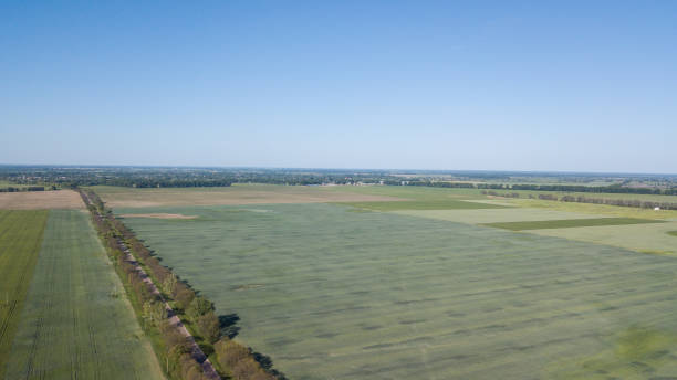 istock Young Wheat seedlings growing in a field Aerial view. 972019474