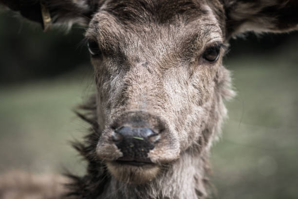 istock Portrait of a deer 972023306