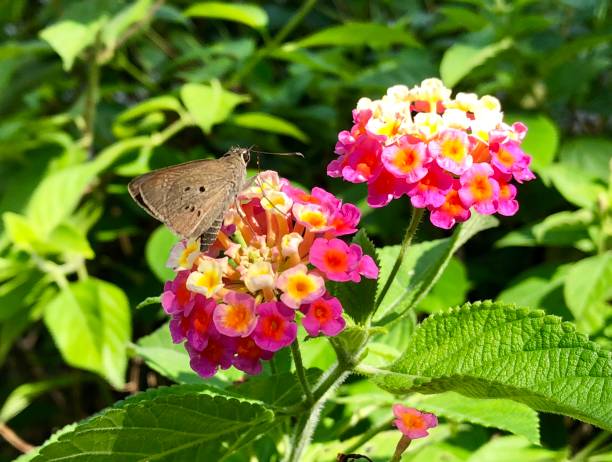 istock Pink flower and butterfly 972026412
