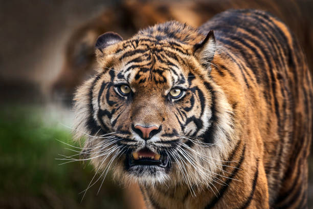 Tiger Tiger front view staring and looking straight ahead siberian tiger photos stock pictures, royalty-free photos & images