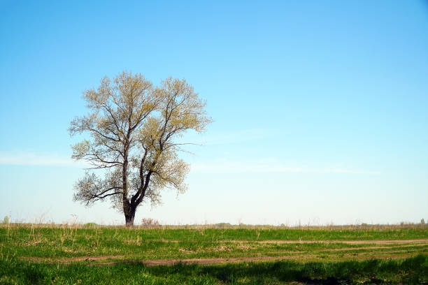 istock Lonely tree against a background of green grass and blue sky 972042870