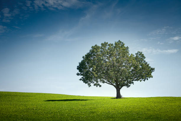 albero da solo su prato verde sul cielo - lone tree foto e immagini stock