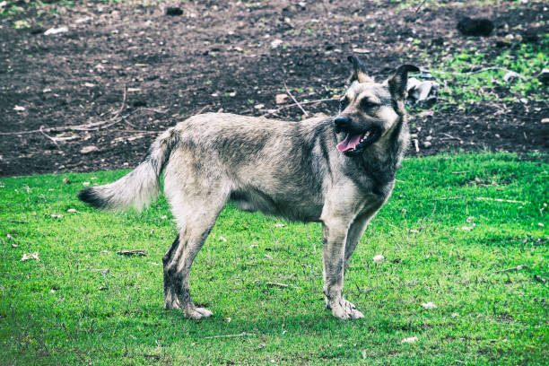 istock Stray dog stands and poses 972047556
